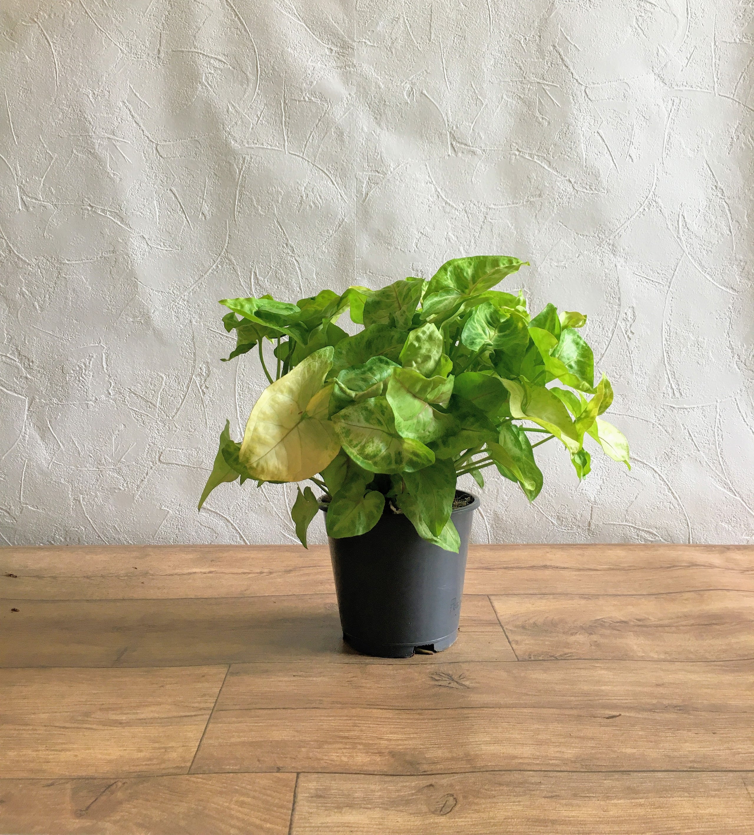 Syngonium GOLDEN FEEL GREEN